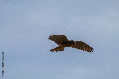 A stunning shot of a Kestrel in flight and hovering over its prey before it swoops to eat. The wings of the bird are fully spread as it battles the harsh winds. © NW_Photographer