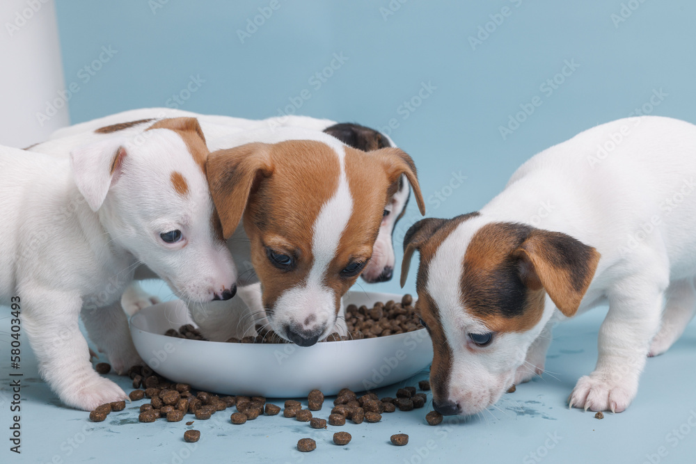hungry jack russell terrier puppies eating from a bowl of food hungry jack russell terrier puppies eating from a bowl of food