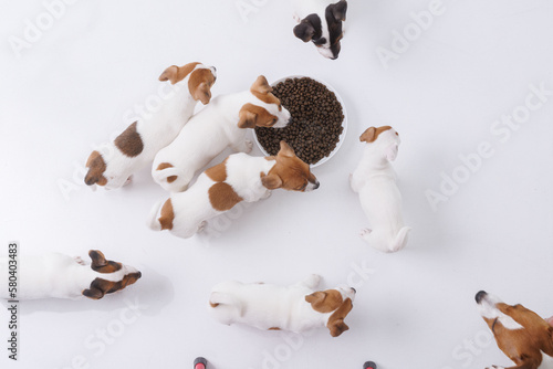 jack russell terrier puppies eating food on a blue background top view © st.kolesnikov