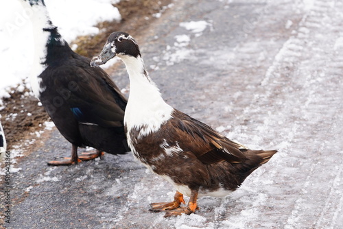 Black and white Ancona ducks walking together out in the cold winter.