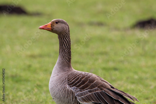 A beautiful portrait shot of a Goose looking and hunting for food in a field.