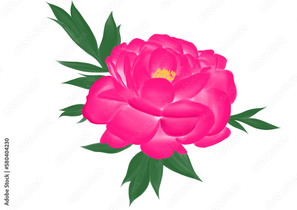 pink peony hand drawn illustration, isolated pink peony hand drawn illustration, isolated