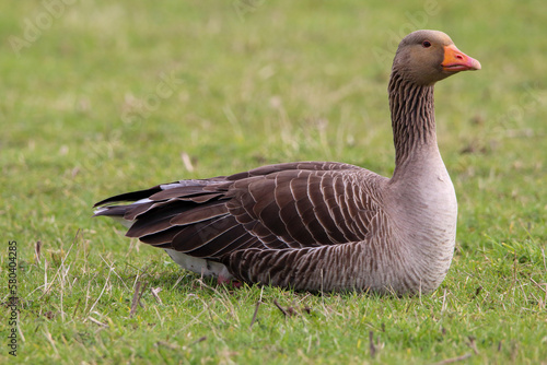 A beautiful portrait shot of a Goose looking and hunting for food in a field.