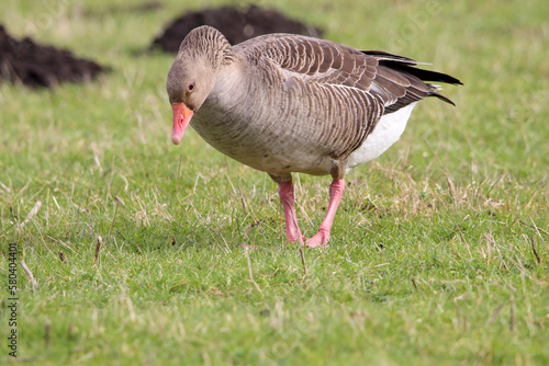A beautiful portrait shot of a Goose looking and hunting for food in a field. © NW_Photographer