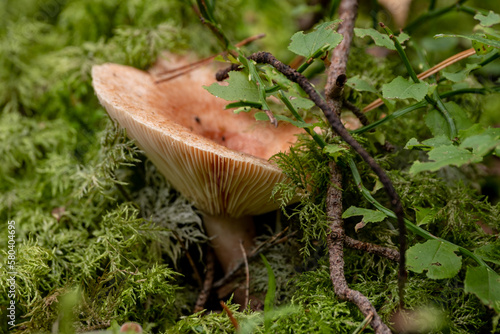 Mushroom in the forest with green moss, close-up. Lactarius torminosus, Woolly Milkcap photo