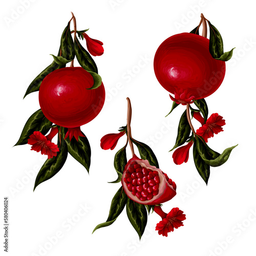 Pomegranates branches and flowers. Vector