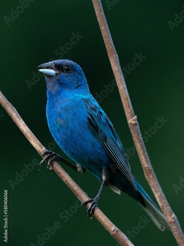 Obraz na plátně indigo bunting wit dark background