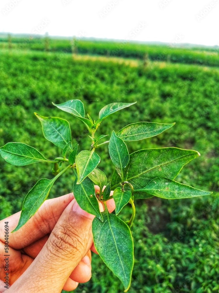 The beautiful chili plant in Bangladesh The beautiful chili plant in Bangladesh