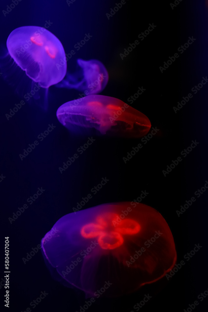 Four jellyfishes in dark waters with neon lights Four jellyfishes in dark waters with neon lights