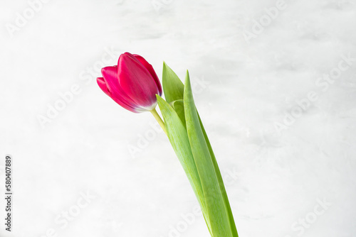 A burgundy tulip flower on a gray background