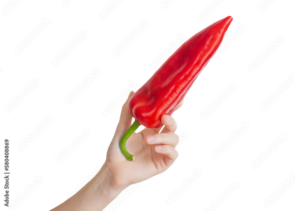 Hand holding red chili pepper on a transparent background Hand holding red chili pepper on a transparent background