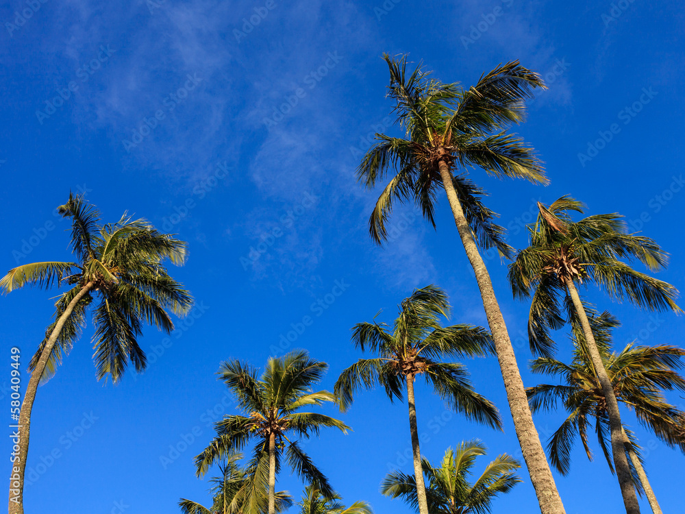 Fototapeta premium Palm trees with green leaves on a blue sky sunny day Rio de Janeiro brazil