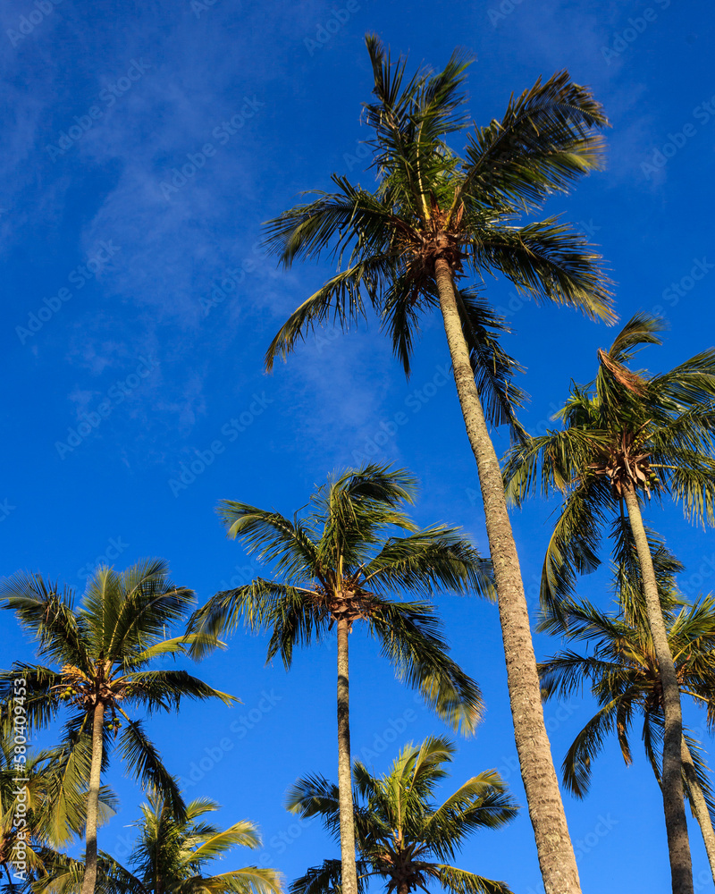 Palm trees with green leaves on a blue sky sunny day Rio de Janeiro brazil