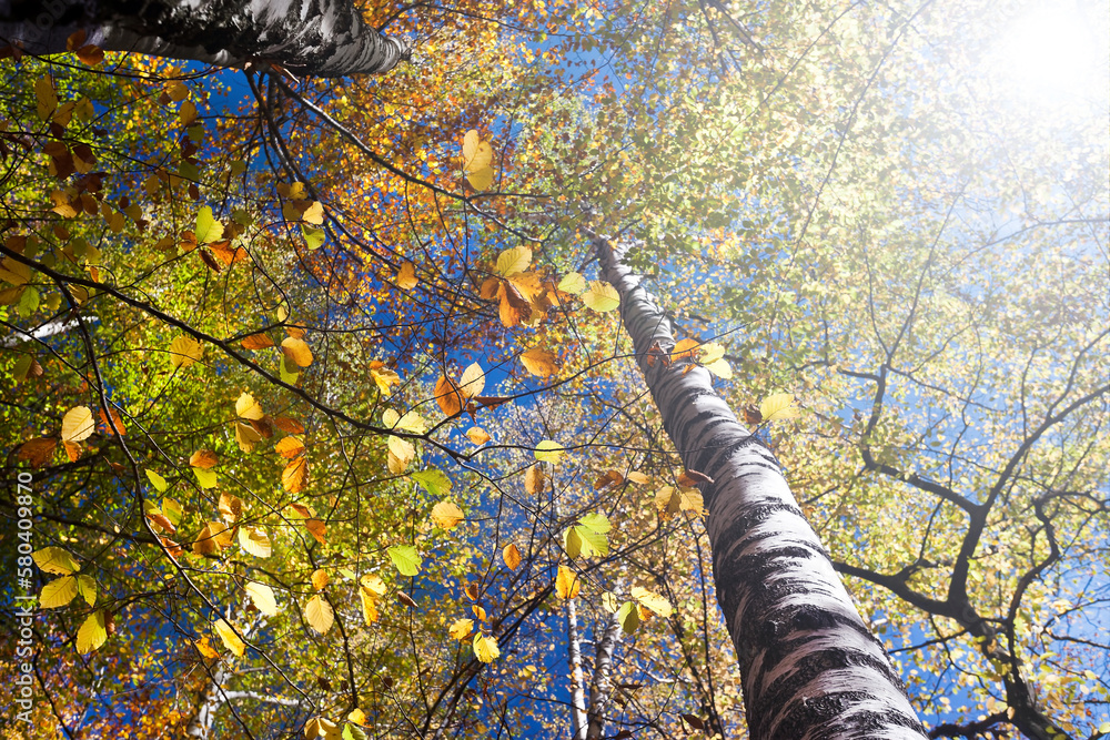 Fototapeta premium Leaves in the forest illuminated by the autumn sun.