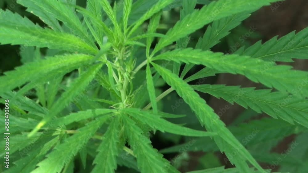 hemp plant in natural conditions hemp plant in natural conditions