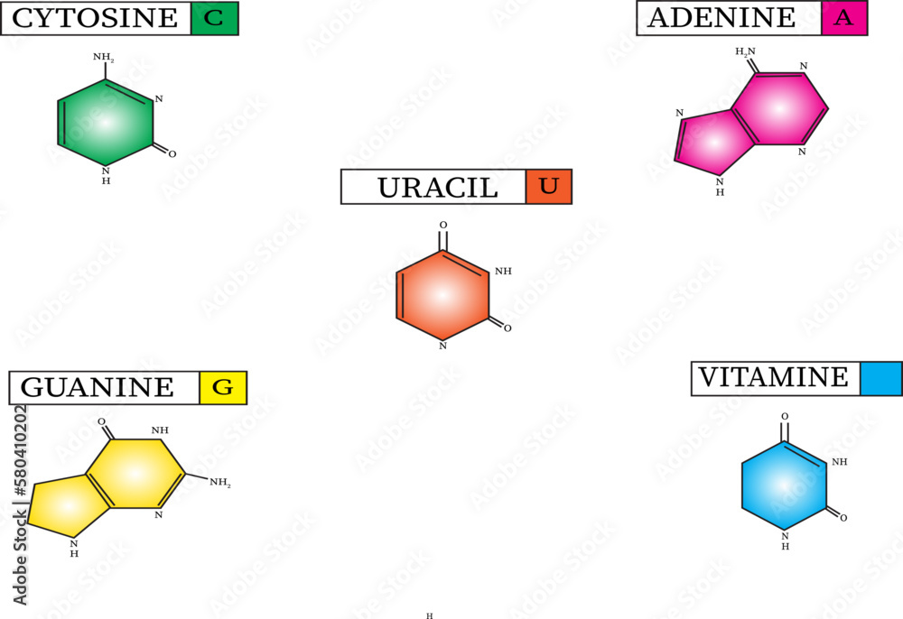 vector image of differences between RNA and DNA. Stock Vector | Adobe Stock