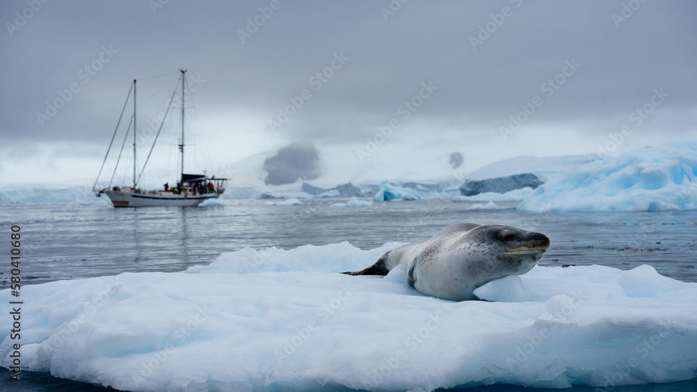 Fototapeta premium Leopard Seal by a Sailboat in Antarctica 