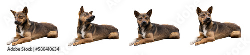 Set of dog isolated