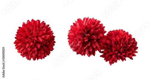 Red dahlia isolated on a transparent background. Floral arrangement  bouquet of garden flowers. Can be used for invitations  greeting  wedding card.