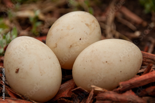 Three white duck eggs on the forest floor