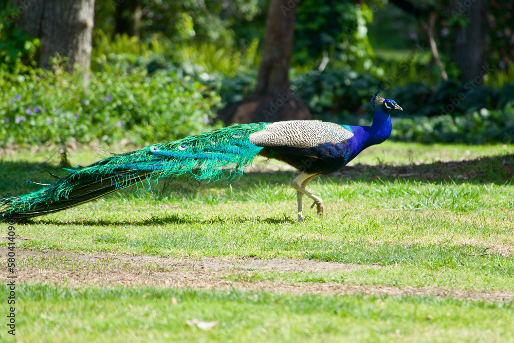 Fototapeta premium peacock in the park