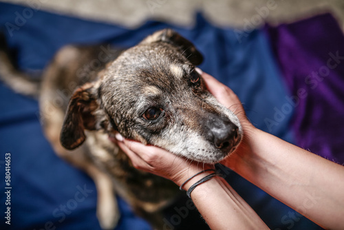 Old dog being held in the hands of care taker in dog shelter photo