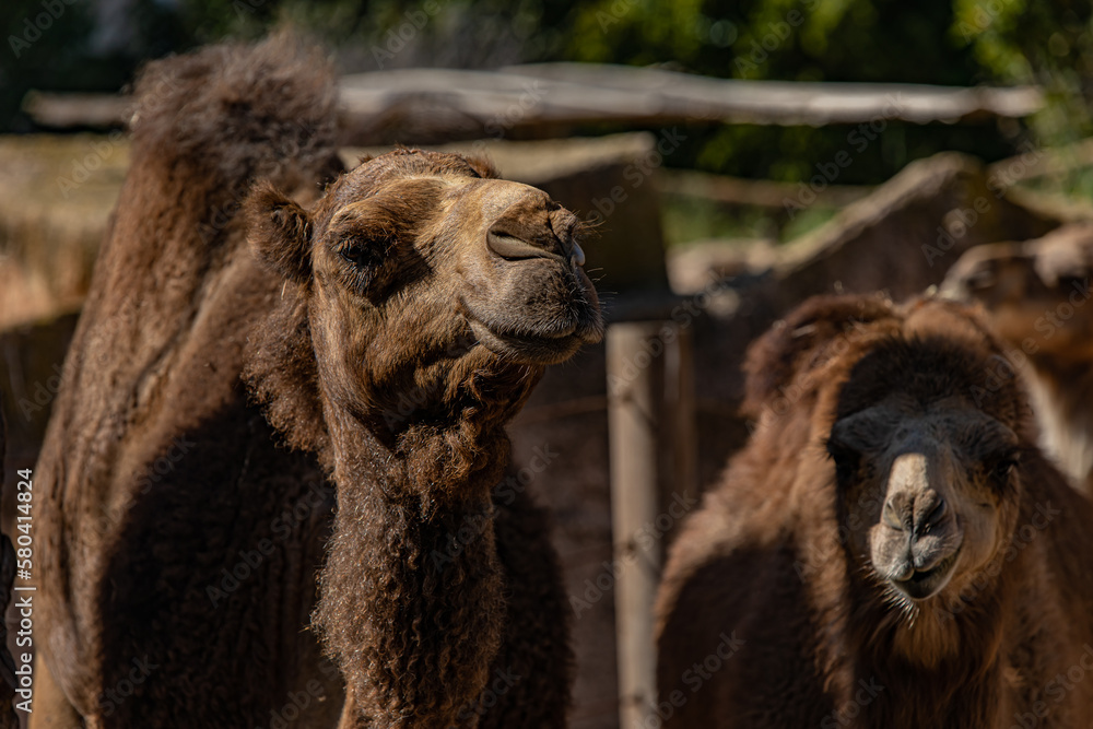 portrait of a two camel