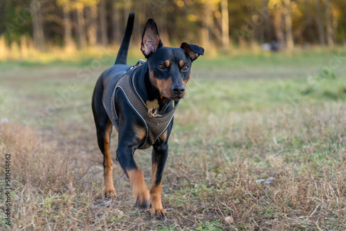 View of german pincher dog in brown harness running on pathway and walking through countryside