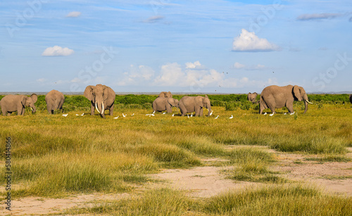 elefantes  africa  safari  familia  animales