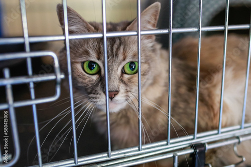 Stray cat with emerald green eyes in cage at animal shelter