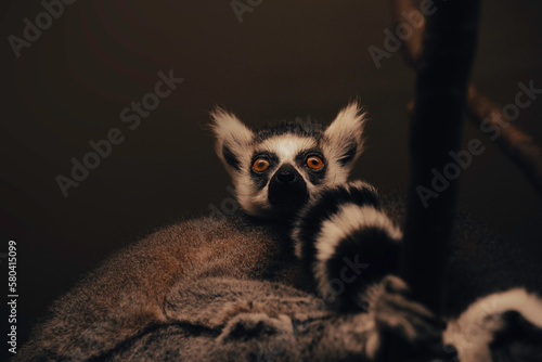 Lemur sitting in a dark enclosure, zoo animals monkeys primates, black and white fur small mammals