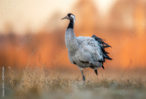 Common crane bird ( Grus grus )