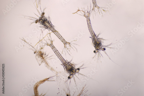 Shrimp, Zoea stage with dead shrimp of Vannamei shrimp in light microscope, Larvae under a microscope, White shrimp, Nauplius, zoea, Larvae. Background. © BCH Photo