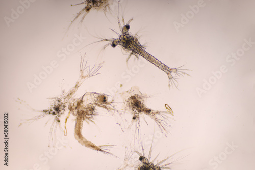 Shrimp  Zoea stage with dead shrimp of Vannamei shrimp in light microscope  Larvae under a microscope  White shrimp  Nauplius  zoea  Larvae. Background.
