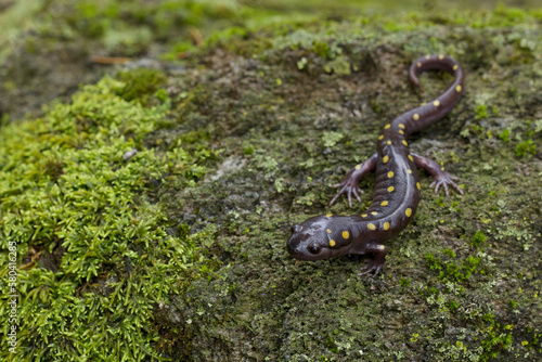 Spotted Salamander, Ambystoma maculatum, on mossy forest floor during breeding season, near a vernal pool photo