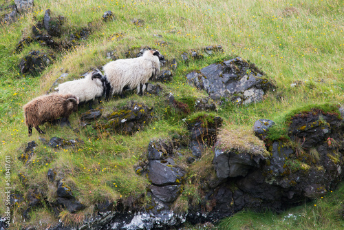 Three icelandic sheep in a row on a hill