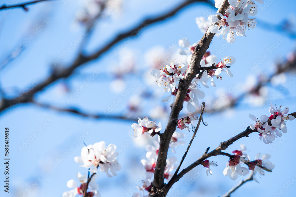 Fruit tree blossoms. Spring beginning background. Bokeh. Fruit tree blossoms. Spring beginning background. Bokeh.