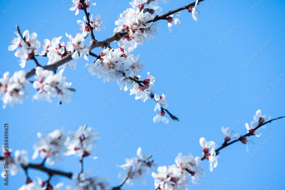 flowers of blooming Apple tree in spring against blue sky on a Sunny day close-up macro in nature outdoors. flowers of blooming Apple tree in spring against blue sky on a Sunny day close-up macro in nature outdoors.
