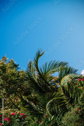 Palms Tops Against Background Of Others Trees and Blue Sky In Moraitika  Corfu  Greece. 