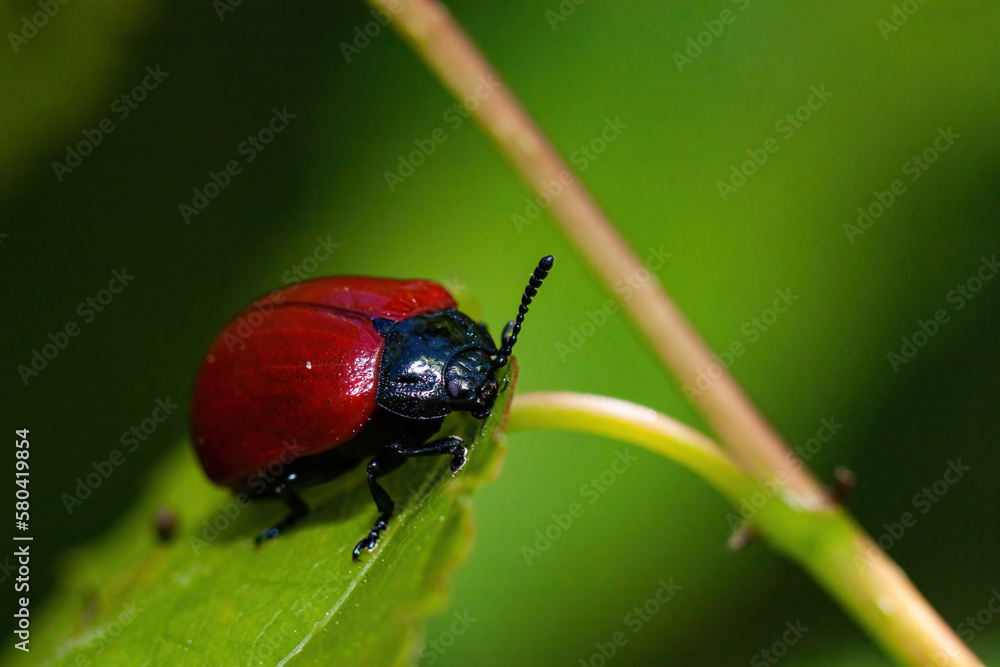 Naklejka premium Insect