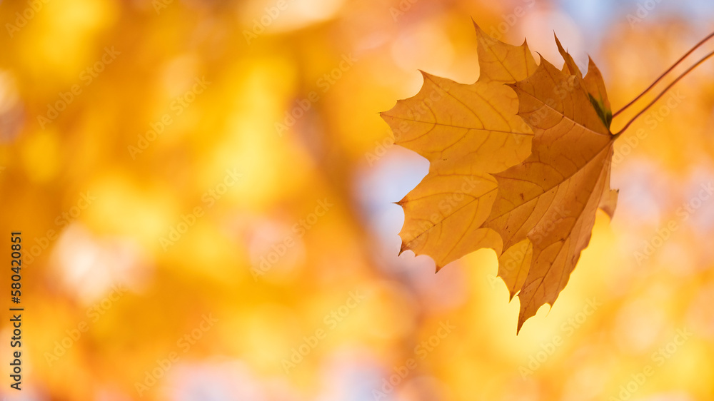 Autumn leaves with the blue sky background Autumn leaves with the blue sky background