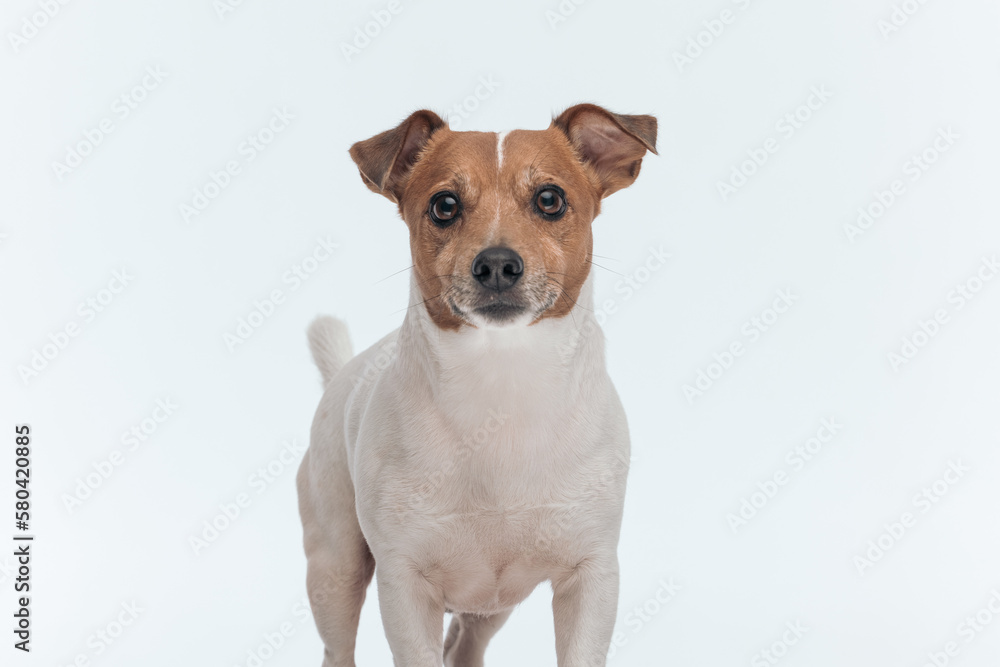 Jack Russell Terrier dog looking at the camera