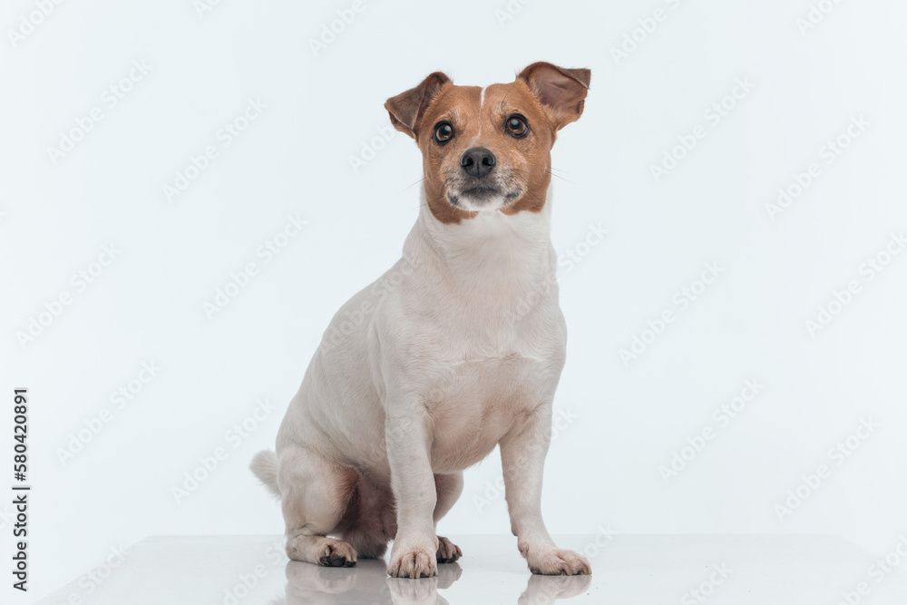 Jack Russell Terrier dog waiting for some delicious meal