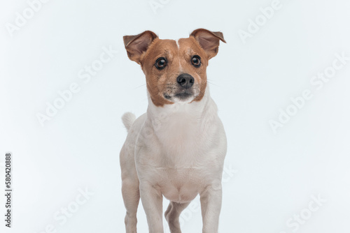 Jack Russell Terrier dog curious to see what's ahead