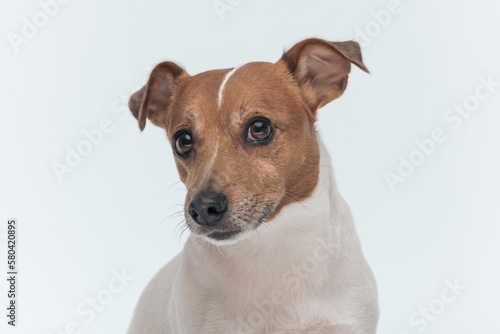 Jack Russell Terrier dog making puppy eyes at the camera