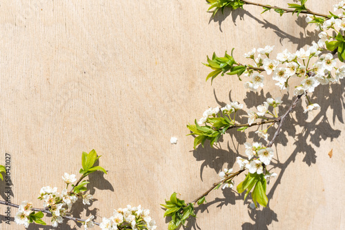 Cherry flowers on a light wood background. Flowering cherry branch
