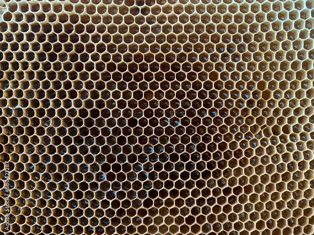 Background texture and pattern of a section of wax honeycomb from a bee hive filled with golden honey in a full frame view. High quality photo Background texture and pattern of a section of wax honeycomb from a bee hive filled with golden honey in a full frame view. High quality photo