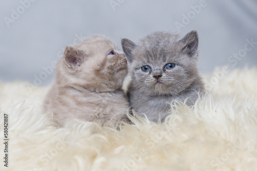 Kot brytyjski niebieskowłosy, koty brytyjskie niebieskowłose, malutkie kotki brytyjskie na tapetę,  photo