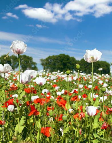 Fototapeta Naklejka Na Ścianę i Meble -  White opium poppy papaver somniferum weeded red poppies