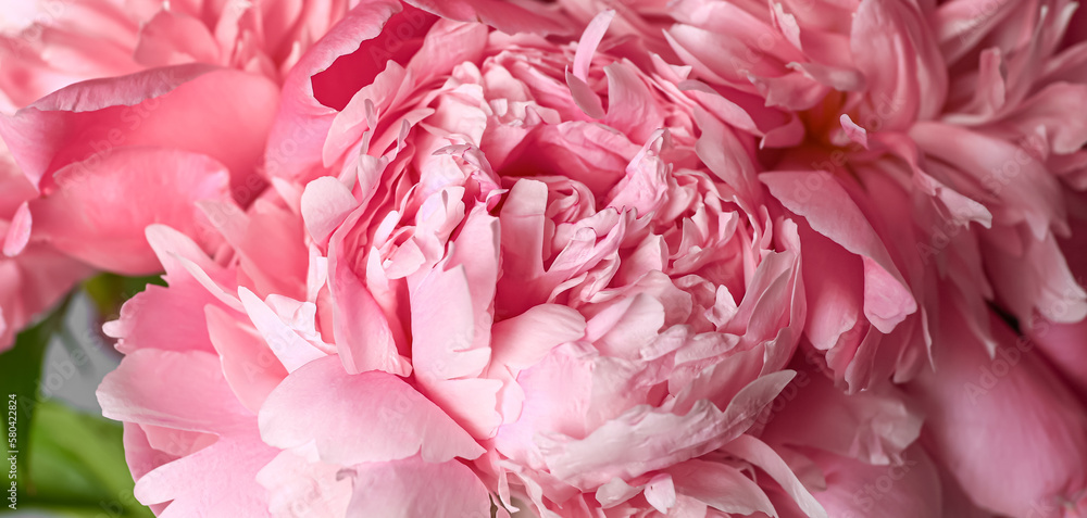 Beautiful pink peony flowers, closeup